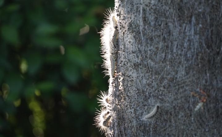 Wie bereits in den vergangenen Jahren sind auch in diesem Jahr erste Nester des Eichenprozessionsspinners in Lingen entdeckt worden. Die Stadt warnt davor, die Raupen, die über kleine Gifthaare verfügen, zu berühren. Foto: Stadt Lingen