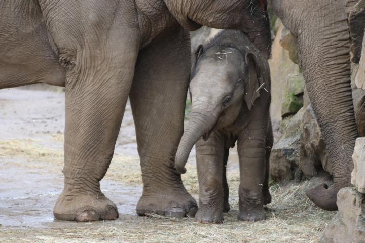 Der im Dezember 2020 geborenen Elefantenjunge Yaro entwickelt prächtig. Er lebt mit seiner Mutter Douanita, Halbschwester Sita und Halbbruder Minh-Tan im Zoo Osnabrück und wird immer selbstständiger. Vater Luka lebt auch im Zoo, bleibt aber lieber von der Herde getrennt in seinem eigenen Bereich. Foto: Zoo Osnabrück (Jan Banze)
