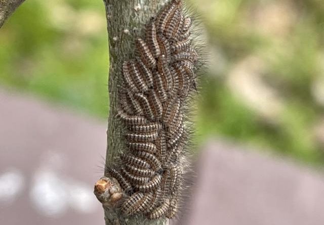 Aktueller Entwicklungsstand des Eichenprozessionsspinners: Momentan weisen die EPS eine Größe von 3-4 mm aus. Foto: Stadt Haren (Ems)