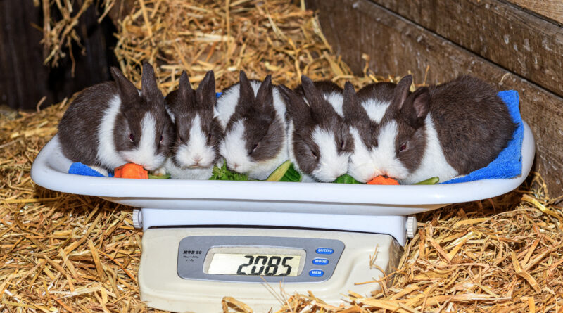 Zählen, Wiegen, Schätzen – Jährliche Inventur im Tierpark Nordhorn